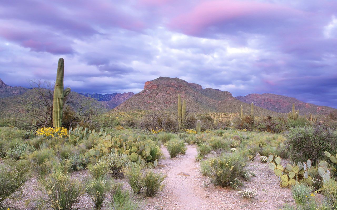 Can't Miss Local Attractions in Tucson, Arizona